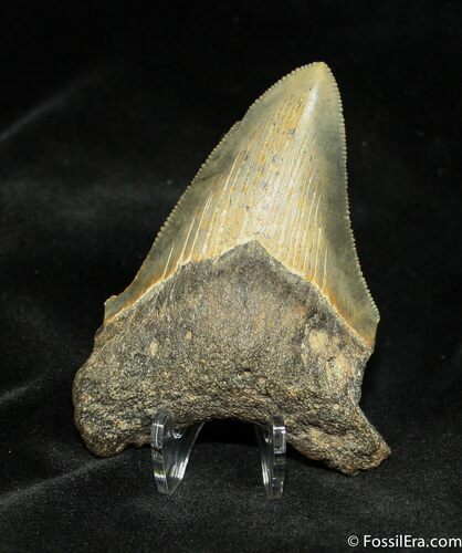 Megalodon Tooth - Great Serrations and Tip #945